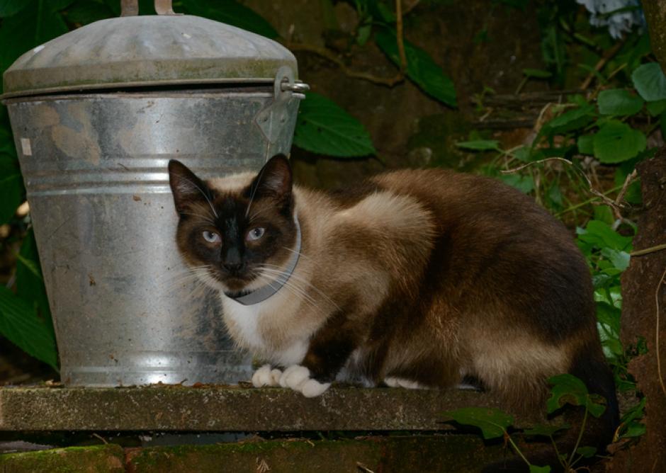 El collar Pawtrack con GPS está diseñado para registrar los movimientos de los gatos.