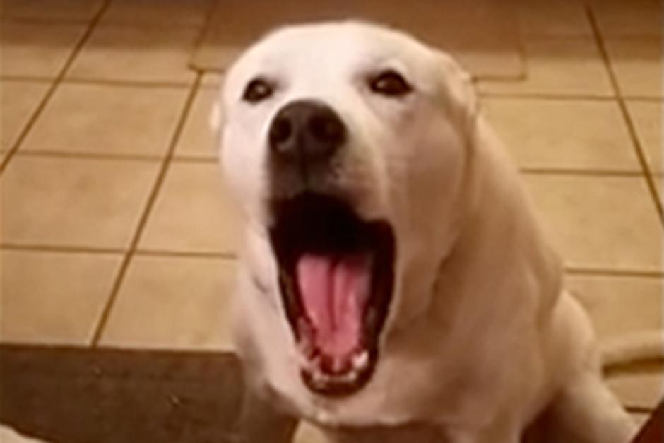 Charlie intenta tener una intensa conversación con su dueña. (Foto: Video)