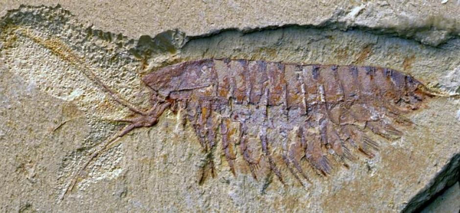 Fósil de un artrópodo de "grandes apéndices" de hace 520 millones de años que ha sido encontrado. (EFE)