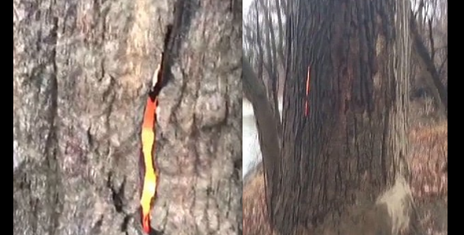 Este árbol causó pánico a caminantes que atravesaban el bosque, ya que se estaba quemando por dentro, sorprendidos lo apodaron como "El árbol del diablo". (Foto: Youtube) 