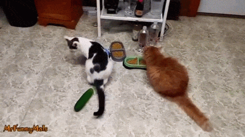 El video de varios gatos asustados por un pepino, se viraliza en redes sociales; ya cuenta con más de un millón de visitas. (Foto: www.brasilpost.com.br) 