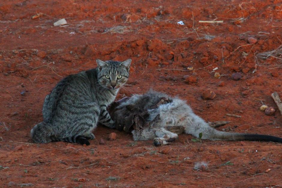 Muchos felinos fueron abandonados a la llegada de los colonos a Austalia hace 200 años, pero se trata de una especie invasora que amenaza a la fauna local de este país. (Foto: Archivo)