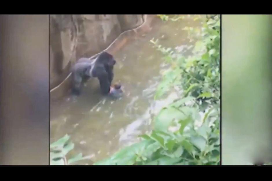 El niño se subió a través de una barrera en la sección pública del gorila y cayó en el foso, dijo el zoológico en un comunicado. (Foto: Video)