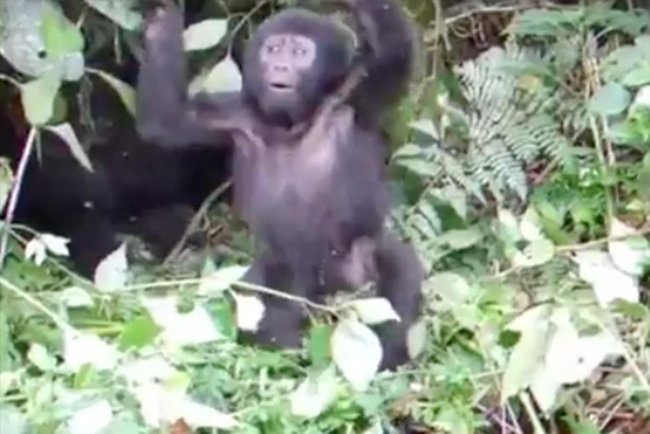 Bebé goria intenta dar su primer grito de tarzán. (Foto: Video)