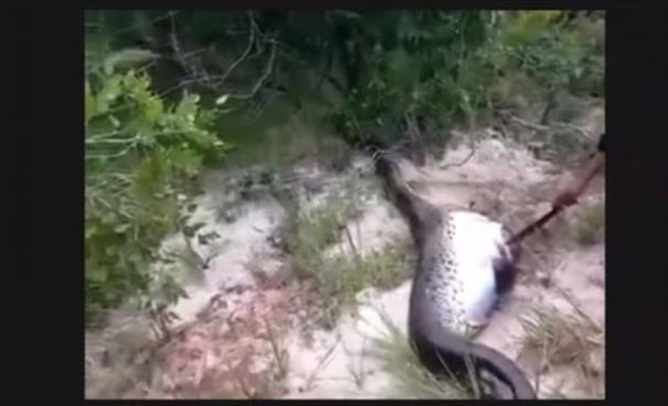 Los hombres que encontraron a la anaconda se sorprendieron por su estado. La curiosidad hizo que la abrieran para saber que había en su interior. 