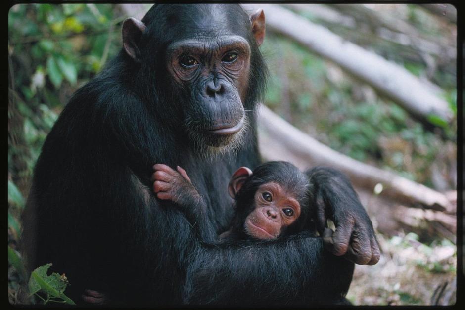 El etólogo Frans de Waal sostiene que los primates superiores tienen una capacidad de empatía similar a la de los humanos. (Foto: imageneswiki.com)