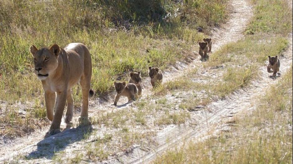 Recientemente Africa Geographic difundió un video de Xanda la hija del león Cecil y sus crías que pese a las dificultades han sobrevivido y ya tienen 18 meses. (Foto: www.lavanguardia.com)