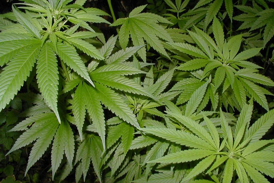 El Gobierno de Jamaica presentará una iniciativa de Ley en el parlamento para despenalizar la tenencia y consumo de marihuana (Foto: Archivo)