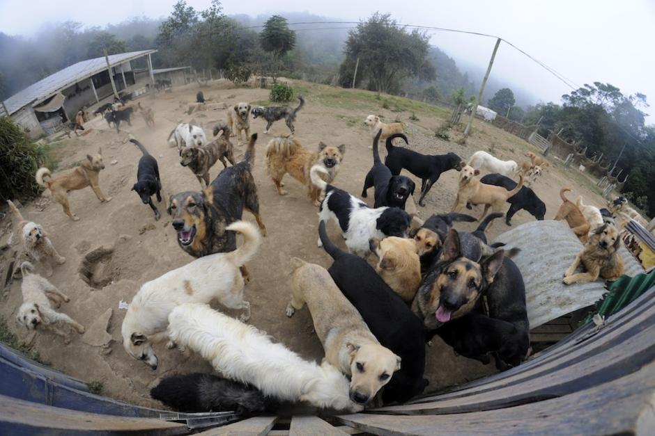 El refugio "Vida Animal" necesita ayuda con alimento para perros y gatos urgente. (Foto: esteban Biba/Soy502) 