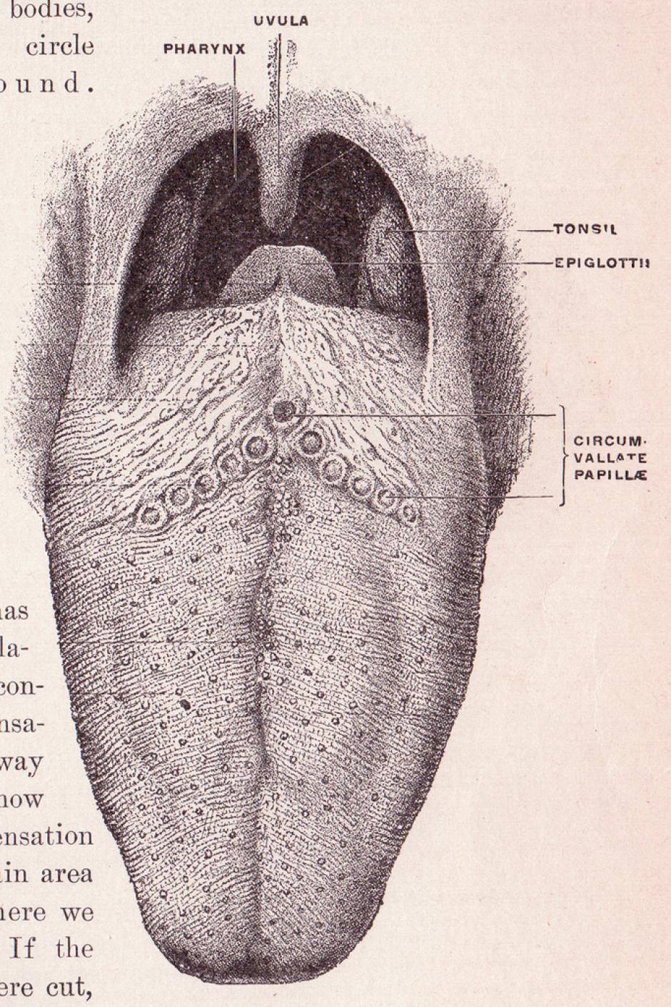  La lengua humana podría tener un nuevo sentido. Foto por Sue Clark en Flickr. 