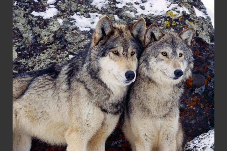 El género es un concepto cultural más complejo que las categorías que denota el sexo biológico. (Foto: imagenes4ever.eu).