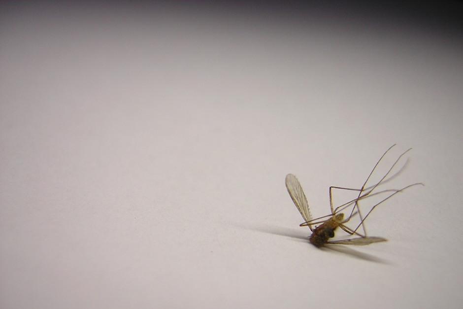 El verano llegó y con él, los mosquitos, olvídate de ellos con estas recomendaciones. (Foto: freeimages)