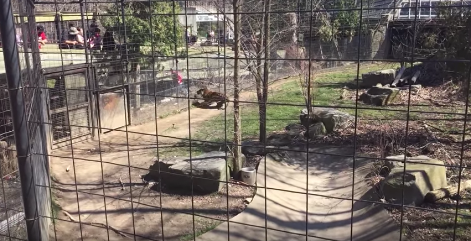 Una mujer se lanzó a la jaula de los tigres para recuperar un sombrero. (Foto: Captura de YouTube) 