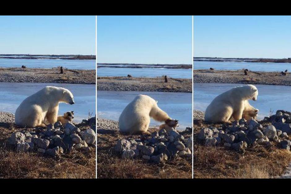 La escena del oso acariciando al perro ocurrió en Canadá. (Foto: Archivo) 