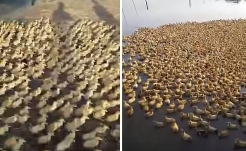 Al menos 5 mil patos de entre 3 y cinco días de nacidos se dieron su primer baño en un estanque en una granja en China. (Foto: www.eluniversal.com.mx)