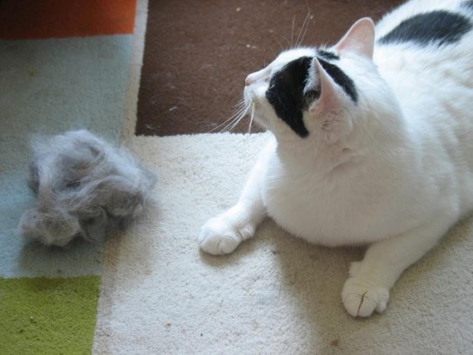 Es normal que los gatos pierdan pelo pero debes controlar que no sea demasiado. (Foto: Pinterest)