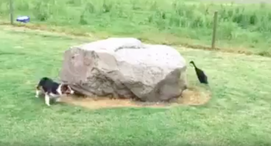 Un video de un pato persiguiendo a un perro se ha viralizado rápidamente. (Foto: Captura de Pantalla/Youtube)