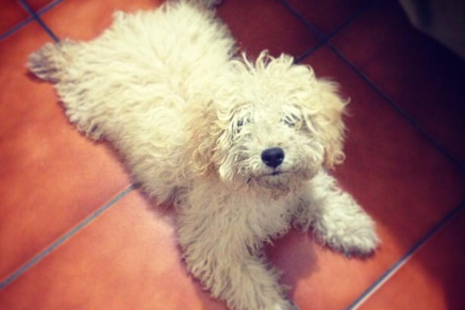 Para Monique Udell, profesora de Psicología de la UF, los perros pueden llegar a estar en una sintonía tan importante con las personas que ello podría equipararse en cierta medida con que sean capaces de leer nuestra mente.