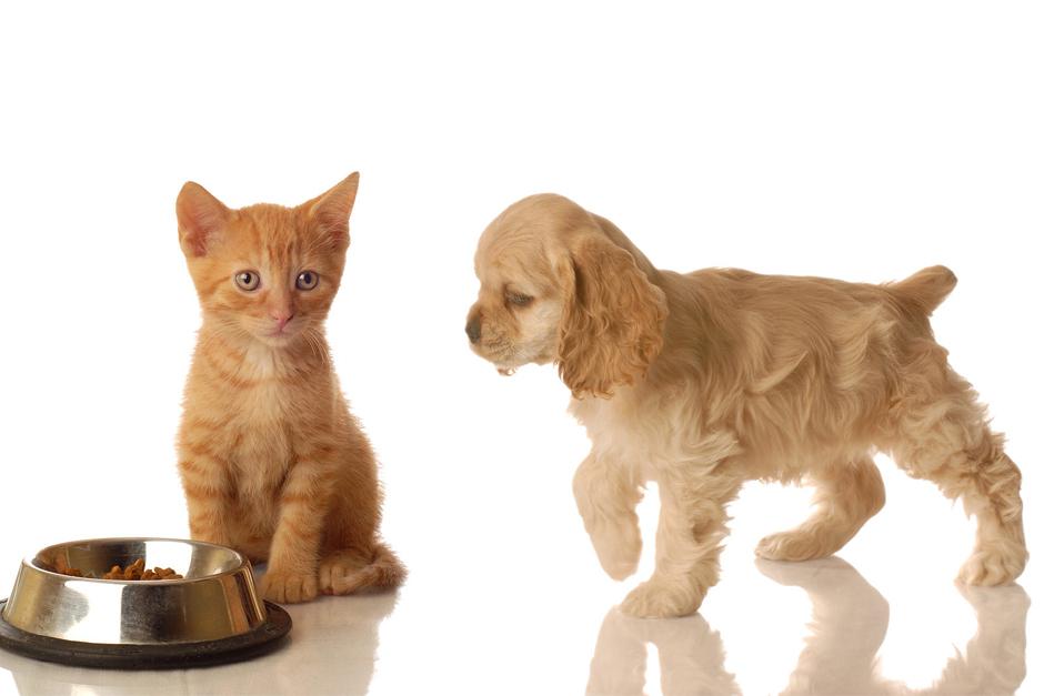 El nuevo concentrado MIRA contiene FOS (fructo-oligo-sacáridos) compuesto natural con una adecuada proporción de fibras, que mejoran la digestión y absorción de los nutrientes en el tracto digestivo; además de Omega 6 y Omega 3, los cuales protegen la piel y dan brillo al pelo de la mascota. 