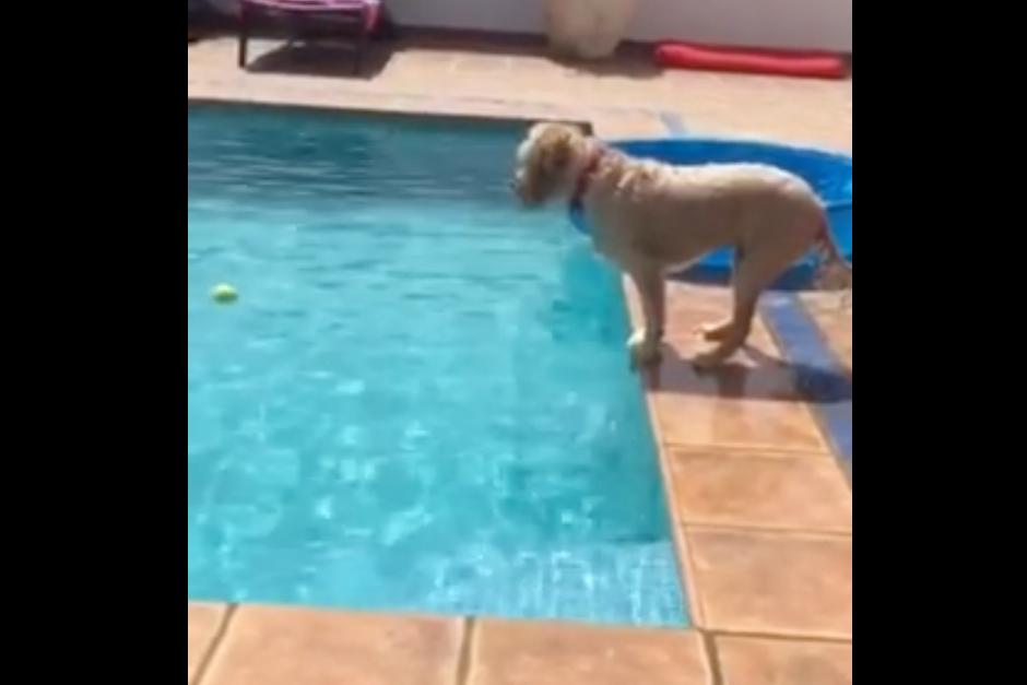 Perro busca un solución ingeniosa para alcanzar su pelota dentro de la piscina. 