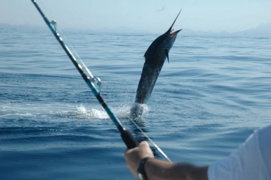 La proyección internacional de Guatemala en el turismo de pesca está respaldada por la Ley General de Pesca y Acuicultura, que declaró a la especie de pez vela como recurso exclusivo para el sostenimiento de la pesquería recreativa y deportiva. (Foto: Google)