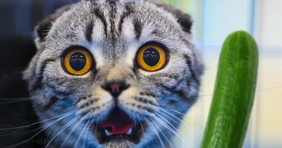 Expertos recomiendan no asustar a los gatos con pepinos. (Foto: Google) 