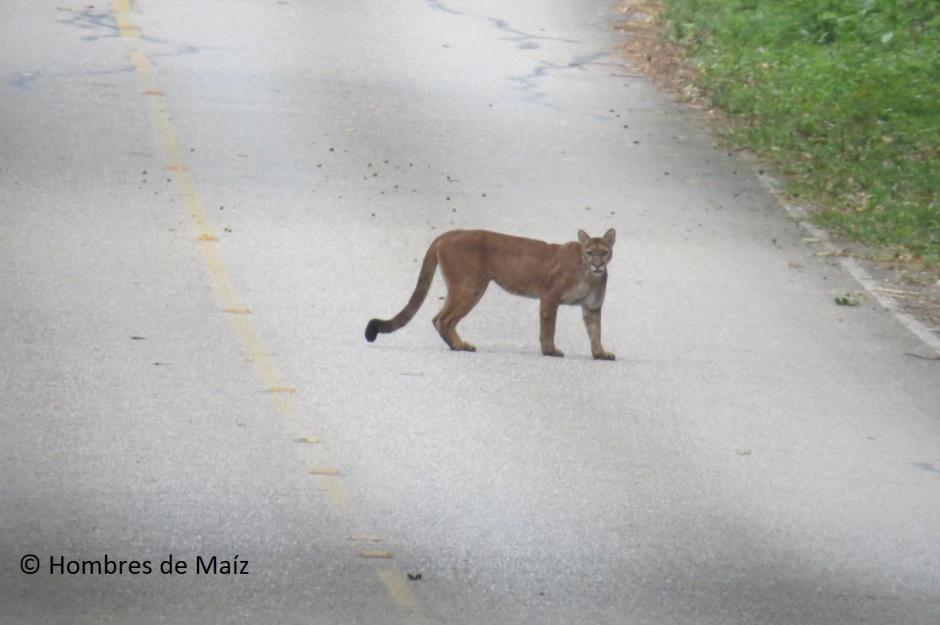 Las fotografías fueron compartidas en Facebook por el grupo de turismo local Hombres de Maíz. (Foto Hombres de Maiz)