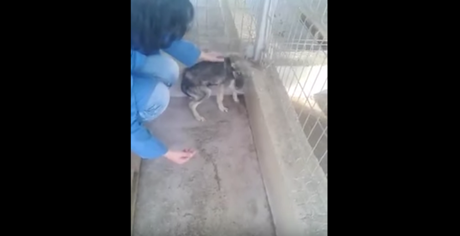 Esta es la muestra de las secuelas del maltrato, observa como este perrito reacciona ante las primeras caricias que recibe en su vida, simplemente desgarrador. (Foto: Youtube) 