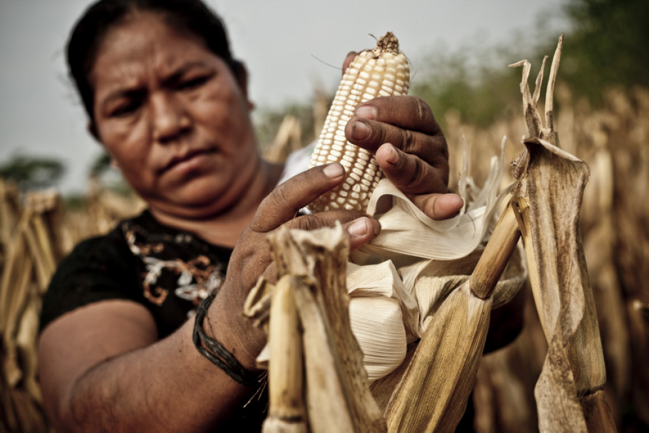 El 16 de octubre de cada año se celebra el Día Mundial de la Alimentación.