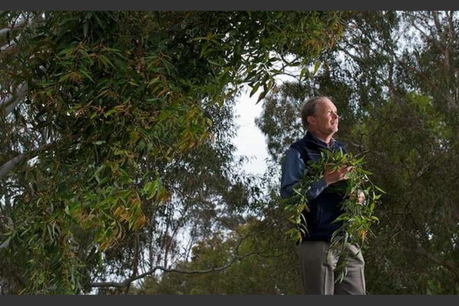 Científicos australianos revelan cómo los eucaliptos pueden indicar dónde se encuentran los yacimientos de oro.