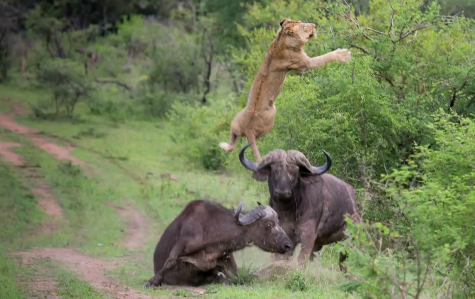 Un búfalo embiste violentamente a un león que tenía en sus garras a un compañero de su manada. 