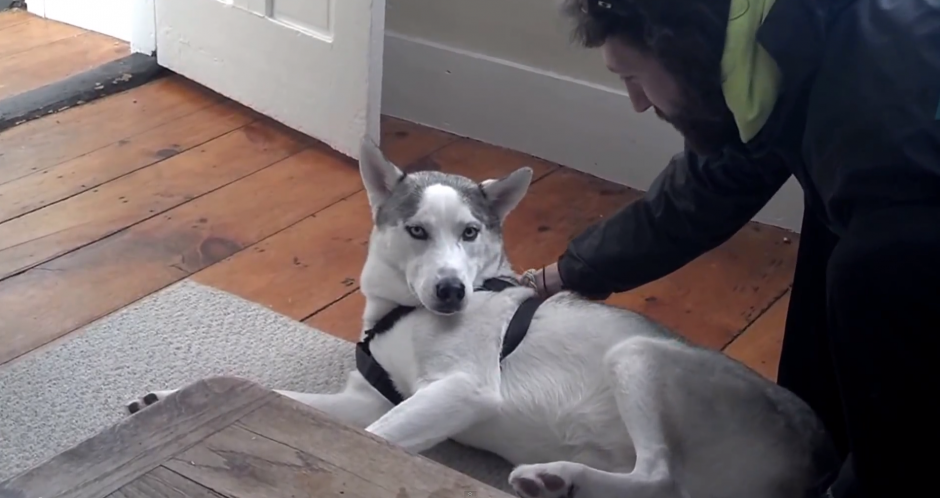 Blaze”, un husky siberiano de 11 meses, le dice "no" a las órdenes de su amo.
