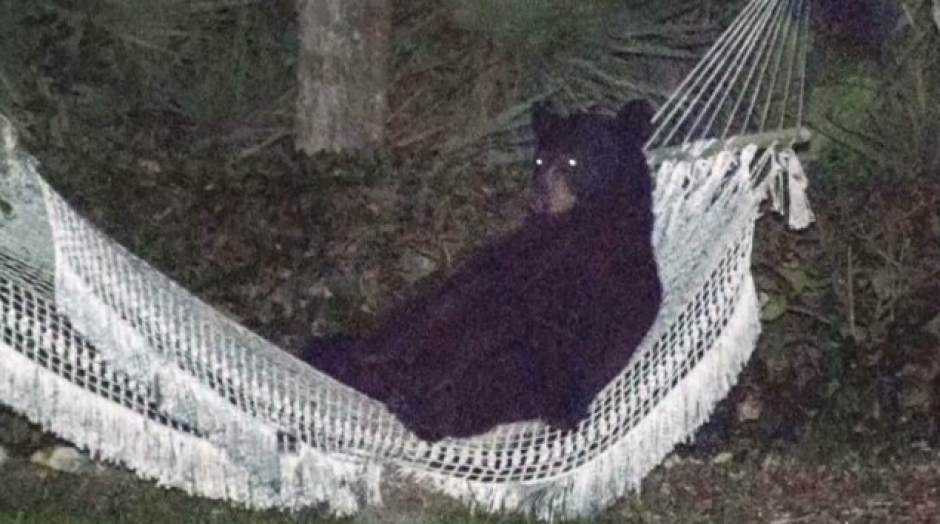 Este oso sorprendió al dueño de la propiedad, al recostarse en su hamaca. (Foto: Rafael Torres)