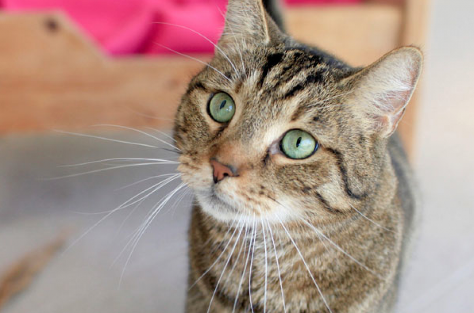 Los bigotes son una de las características que más identifican a los felinos. (Foto: EFE)