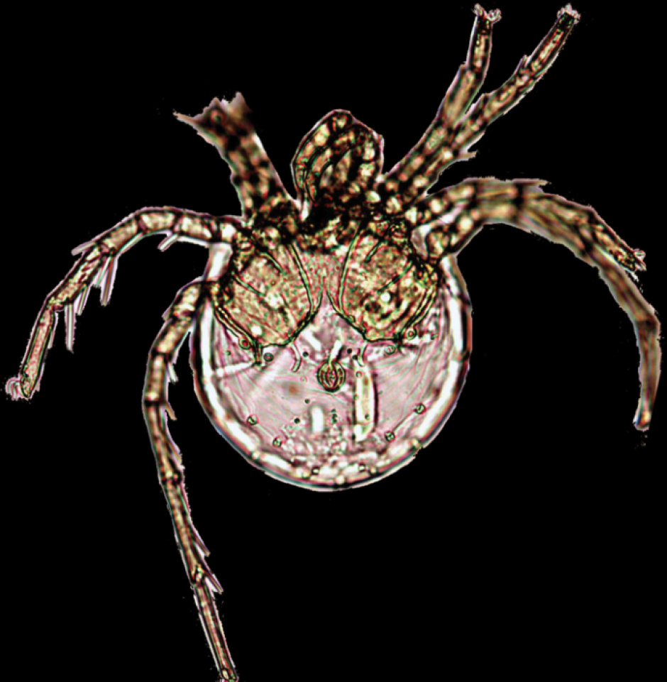 Fotografía de Litarachna Lopezae. (Foto: Zookeys)