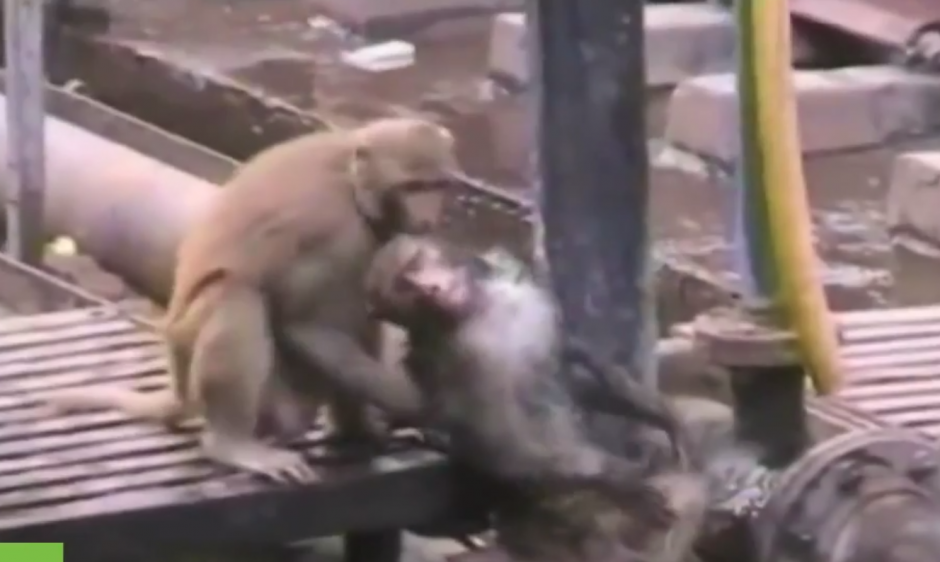 En su lucha por revivir a su amigo, un mono hace hasta lo imposible para que regrese en sí luego de haberse electrocutado en las vías del tren. (Captura de YouTube)