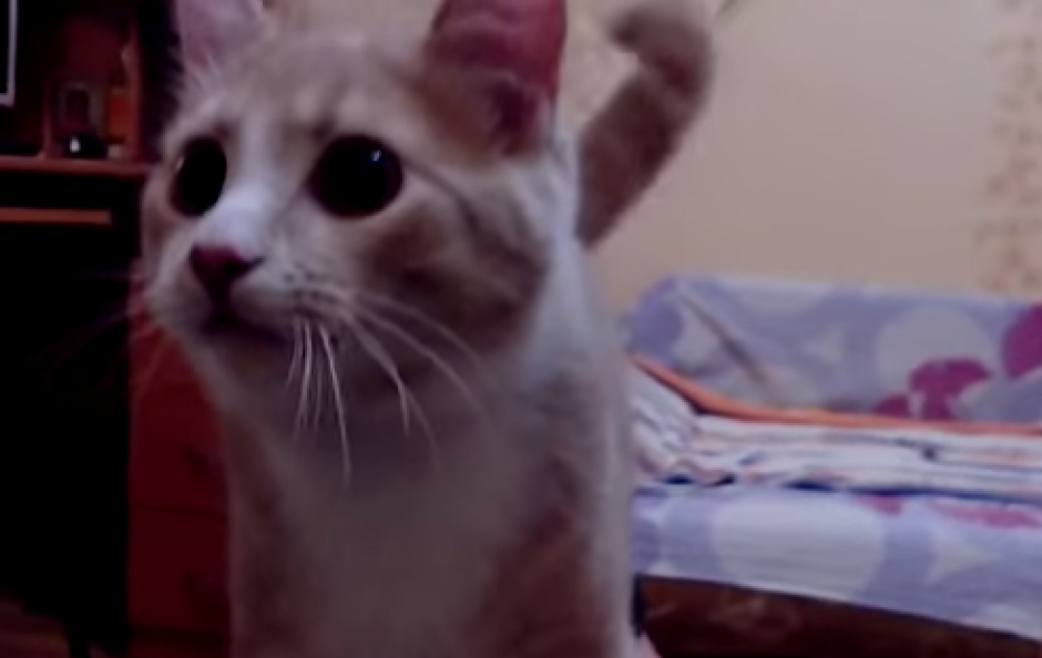 El gato comparte con su dueño y el video se comparte en todas las redes. (Foto: YouTube)