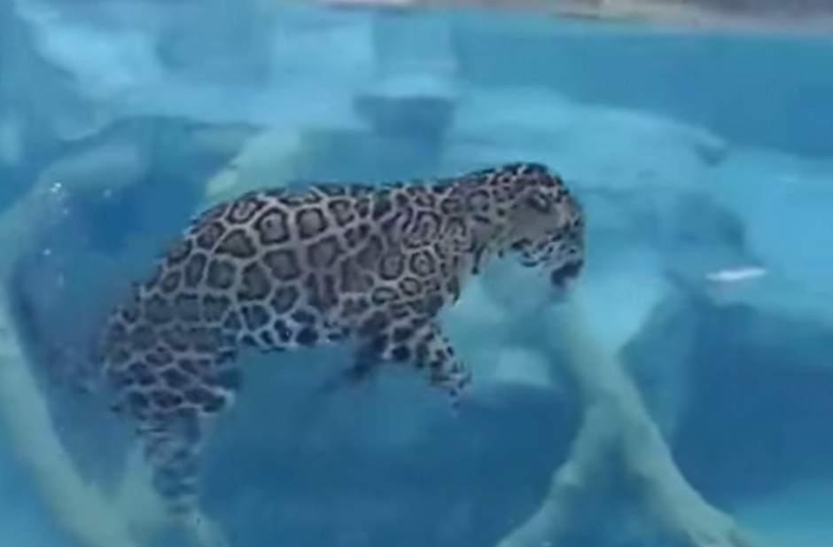 Las imágenes de un jaguar cazando debajo del agua se viralizan en redes sociales. (Imagen: Youtube)