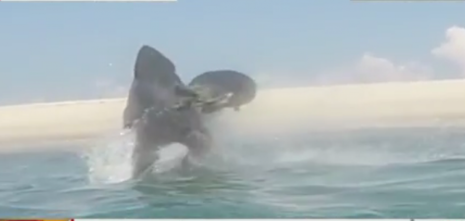 Los animales marinos protagonizaron una lucha en medio del mar. Uno hambriento y el otro que trataba de escapar de una muerte sangrienta. 