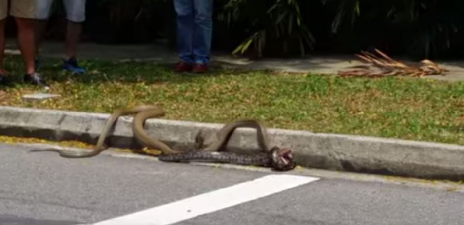 Los estudiantes de una universidad en Singapur fueron testigos de un enfrentamiento entre una cobra y una pitón. (Imagen: YouTube)