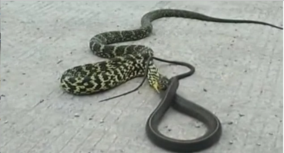 La lucha entre dos serpientes en China, causa sensación en redes sociales.