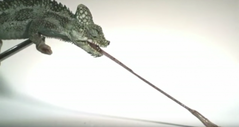 Los camaleones más pequeños despliegan su lengua a una velocidad mucho más fulgurante de lo que se pensaba para atrapar a sus presas. Imagen: YouTube)