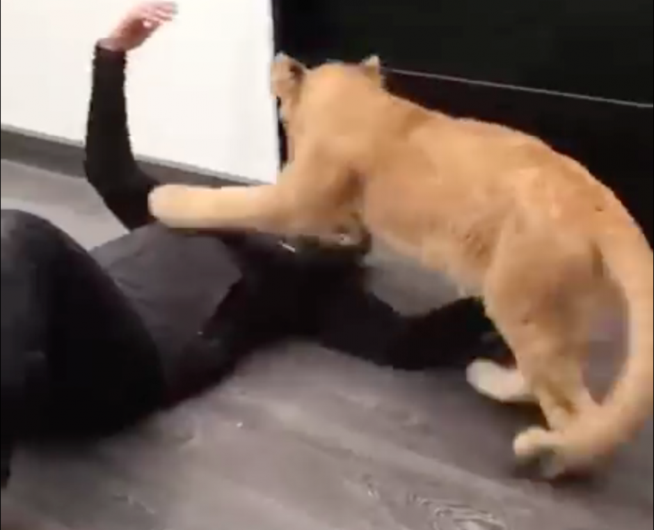 Un video publicado en Facebook sobre los tiernos momentos que pasan un pequeño león y su cuidador se volvió viral. (Imagen: Captura de Facebook)