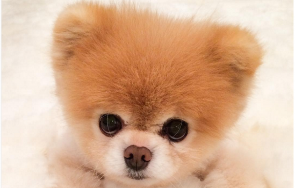 Boo es un perro al que le encanta ir a que le corten el pelo. (Foto: @buddyboowaggytails/Instagram) 