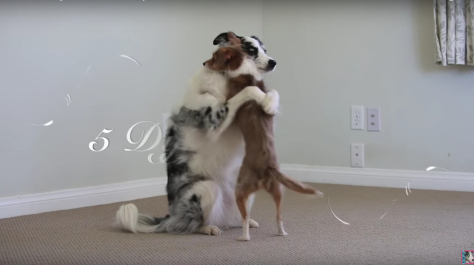 En estas fechas en las que se celebra el amor y la amistad, la entrenadora de perros Emily Larlham subió un video en el que los mejores amigos del hombre enseñan cómo dar abrazos. (Foto: Kikopup/Youtube)