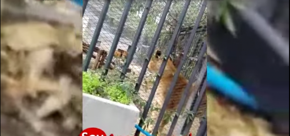 Los leones fueron sacrificados para evitar que acabaran con la vida del hombre. (Imagen: Twitter/@NOTICIAS_chelme) 