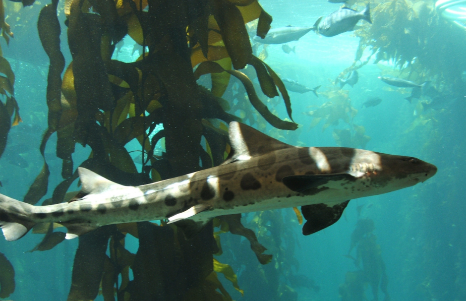 El insólito fenómeno tuvo lugar en un acuario de Townsville, Australia. (Foto: freemania.com.pa)