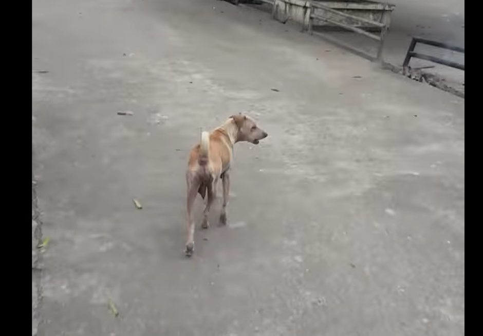 Una perra demostró lo leal y comprometida que puede ser con sus cachorros. (Imagen: Captura de pantalla)