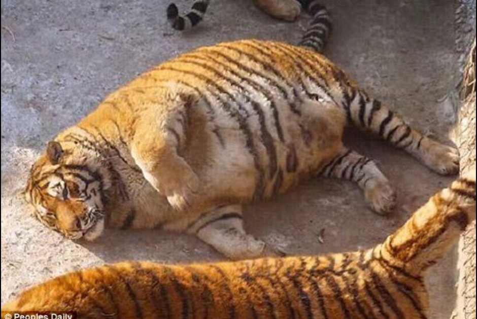 Aunque en muchos despierta ternura la obesidad de los tigres, otros han criticado su estado físico. (Foto: Twitter/@chinese_rock)