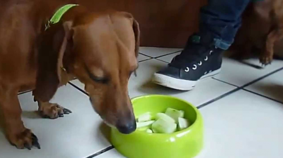 Hay algunos alimentos como el chocolate que nunca debe comer tu mascota. (Foto: YouTube)
